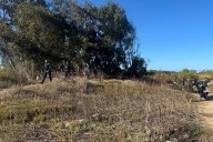 Hallan cuerpo colgado en árbol en zona de la Lagunita
