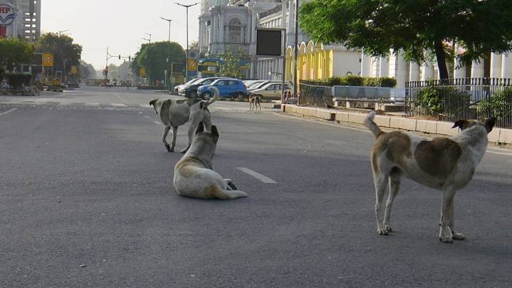 Supreme Court Nudges States, UTs Over Stray Dogs Menaces, Says, 'India Shown In Bad Light'