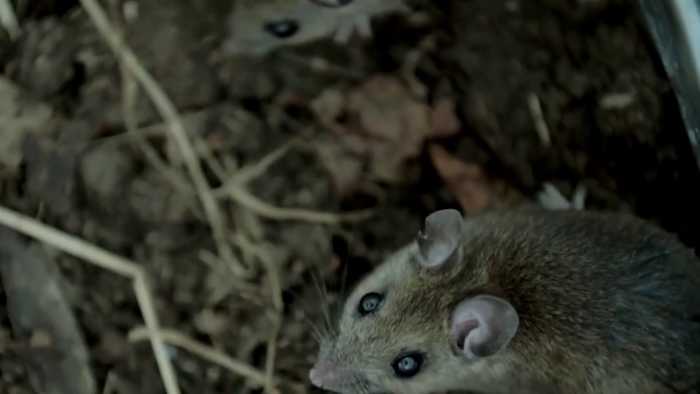 ‘It’s a takeover’: Residents in Fulshear neighborhood say rats are invading their community