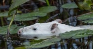 White beaver spotted near Perth: Here’s why it’s so rare and special