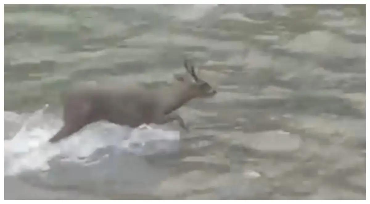 Venado sorprende a vecinos al nadar en el río Cuale, en Puerto Vallarta