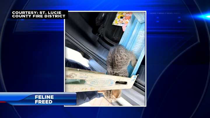 Firefighters rescue kitten stuck in a ladder in St. Lucie County 