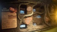 Sacramento Zoo welcomes colony of naked mole