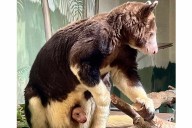 Endangered Matschie’s Tree Kangaroo Born at Nebraska Zoo: Photos