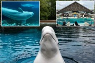 Canada's Marineland threatens to kill 30 beluga whales if emergency government funding isn't approved