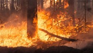 En 2024 se registraron más de 9 mil emergencias por fenómenos naturales, la mayoría incendios forestales