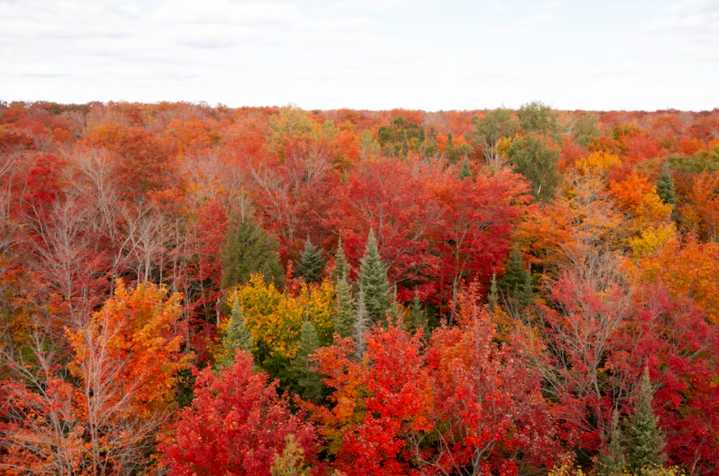 Michigan’s fall color is racing southward fast; These areas will peak next