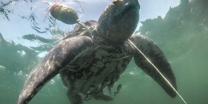 Good Samaritans rescue distressed sea turtle
