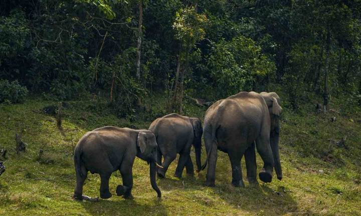 Coimbatore forest officials turn to AI to curb rising elephant raids