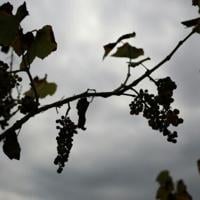 Withering vines: California grape farmers abandon fields as local wine struggles