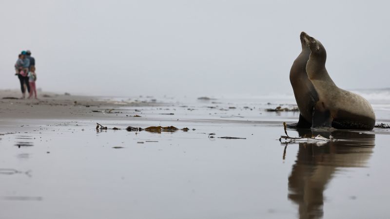 Sea lions are attacking people in the waters off California’s coast. Here’s why