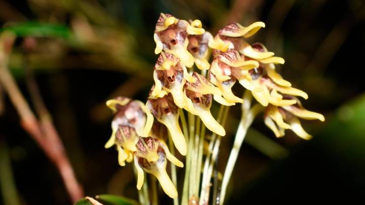 Las orquídeas aún cuentan la historia de Colombia