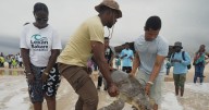 Nigerian conservation group rescues sea turtles caught in nets, rewards fishermen