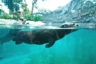 Parque de las Leyendas: amor y compromiso en el Día mundial de los animales
