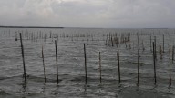 Electrocutado en l'Albufera mientras pescaba