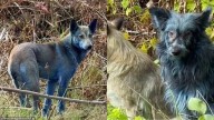 Mystery Sparks As Abandoned Chernobyl Dogs Near Nuclear Power Plant Turn Bright Blue; Visuals Inside