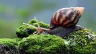 10 of the slowest animals in the world