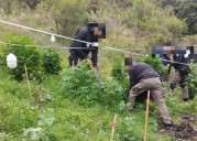 Asegura Fiscalía un plantío de marihuana en Tepeji del Río