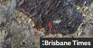 Visible gold prompts quick follow-up drilling for Zenith in QLD