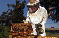 El país de la miel: auge exportador y sello bonaerense en la apicultura argentina