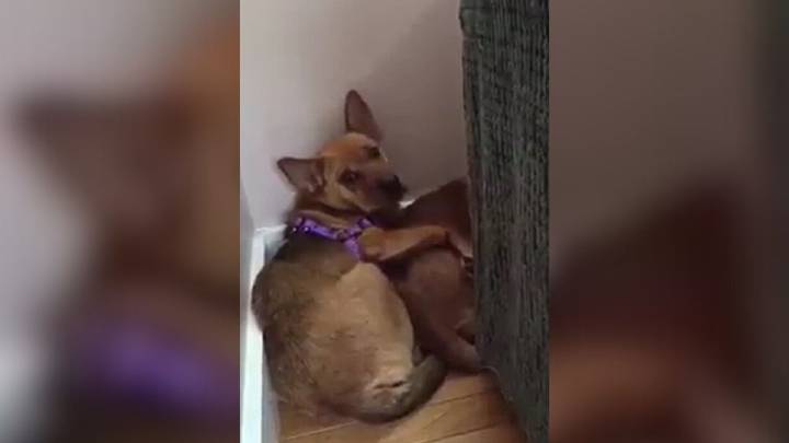 New York Group Saves Terrified Dogs Found Hiding In Forest, Hoping For A Second Chance