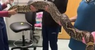 Boa constrictor found in Bristol park near primary school