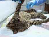 Rescatan a una tigrilla en grave estado en carretera del Huila