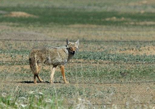 Three reported pet deaths in Broomfield attributed to coyotes, police say
