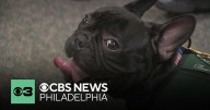 New pet therapy program helps reduce stress and boost engagement in young readers