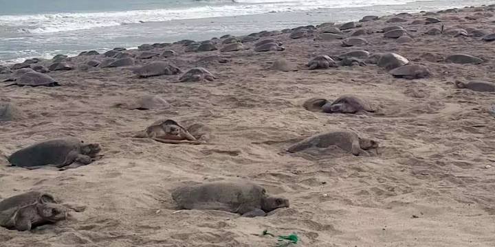 Prodigiosa quinta arribazón de tortuga en Morro Ayutla