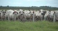 El 4 de junio iniciará el primer ciclo de vacunación contra la fiebre aftosa y brucelosis bovina del 2024