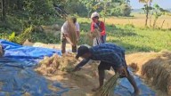 Karbi farmers help Pnar neighbours in harvesting at Lapangap village