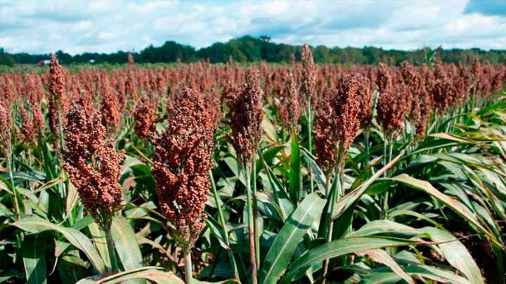 Sorgo: el conflicto entre Estados Unidos y China reconfigura el comercio global
