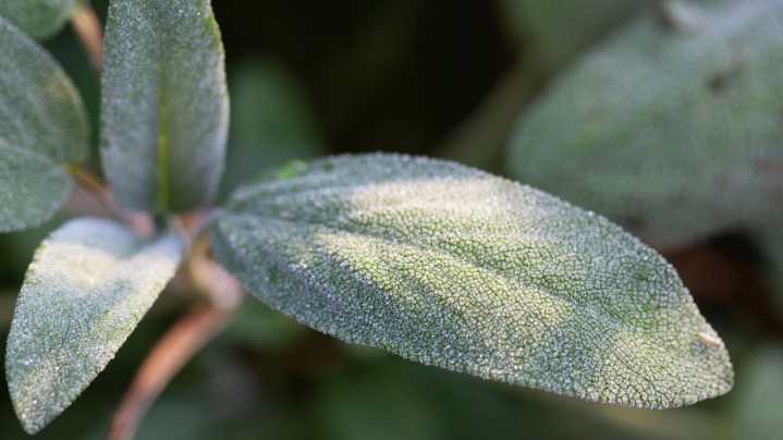 How To Prepare Your Sage Plants For Winter To Ensure They Thrive Next Spring