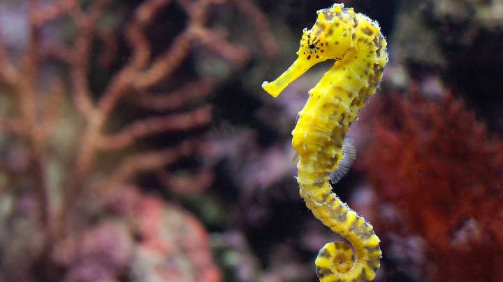 Is a Seahorse a Fish?