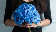 La tradición de regalar flores azules este 3 de octubre: ¿Cuál es su significado?
