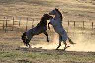 Aggressive birth control of wild horse herd continues with Burgum overseeing national parks department