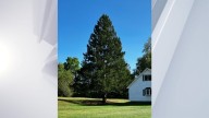 2025 Rockefeller Center Christmas Tree chosen from East Greenbush