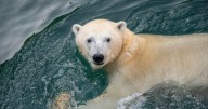 Como Zoo welcomes 4-year-old polar bear Astra