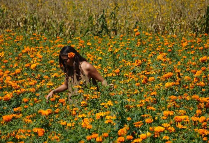 ¿Cómo es la experiencia turística entre campos de cempasúchil?