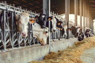 La selección: ¿cómo arreglamos el sistema alimentario?