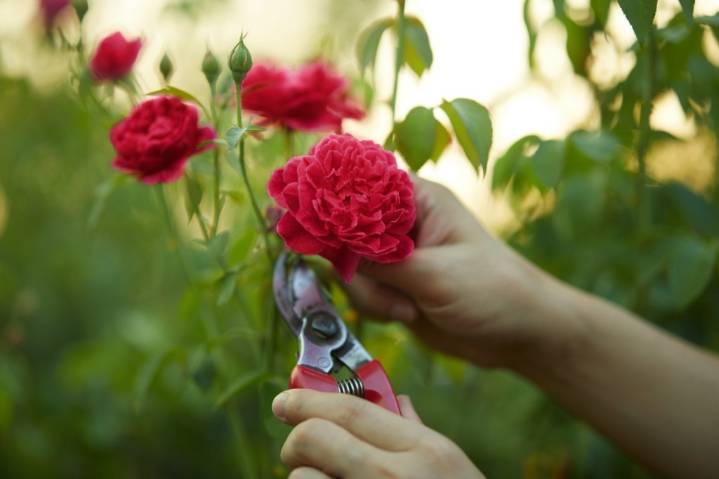 When is the best time to prune the roses in your garden?