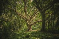 Speaking for Trees: Science, Morality, and Well