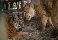 Zoológico de Luján: una misión internacional busca salvar a más de 60 animales