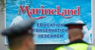 Crisis for whales at Marineland near Niagara Falls as park says euthanasia is an option