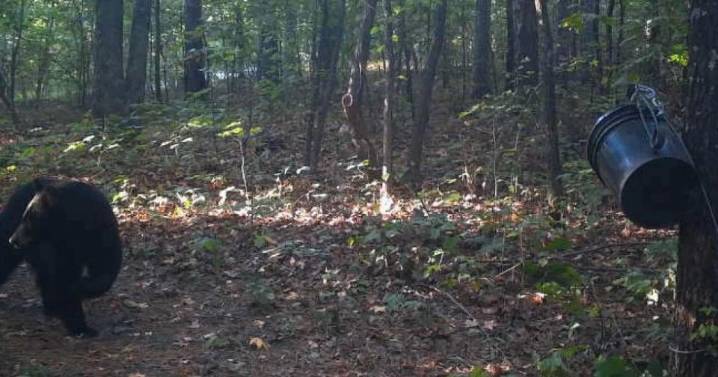 Authorities shoot and kill black bear believed to have fatally mauled man in Arkansas