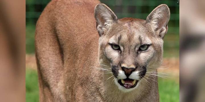 Mountain lion sighting reported at North Laredo park