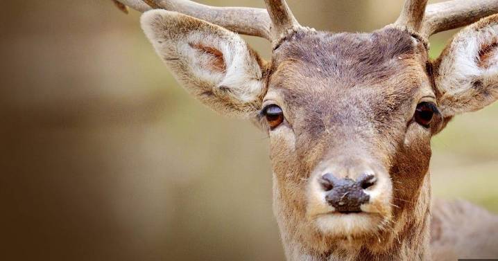 Watch for deer! Kansas officials warn of deer crashes as peak season looms