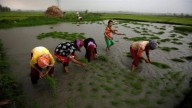 Excess rain impact on kharif output minor: Crisil