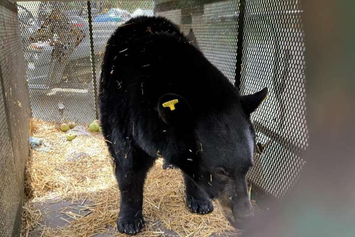 Wounded bear returned to wilderness after rehab